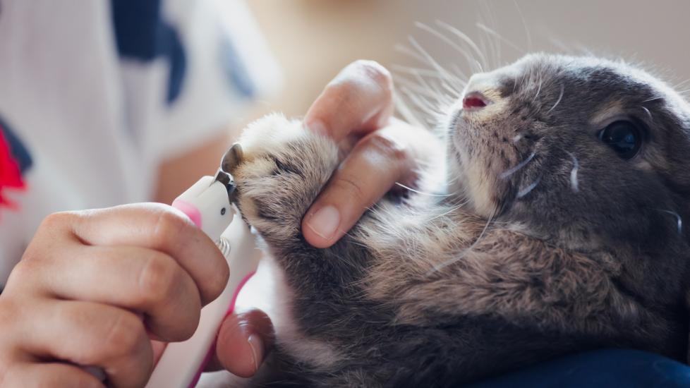 How to Trim a Rabbit's Nails PetMD