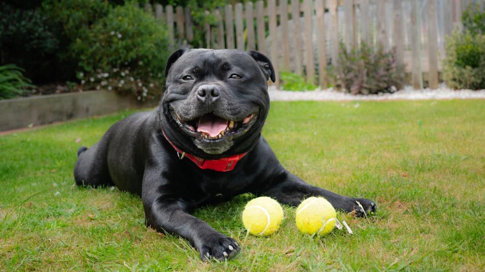 black staffordshire bull terrier panting in grass with tennis balls
