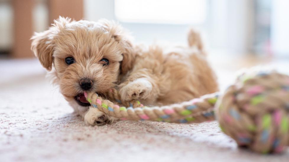 small fluffy dog chewing on a big rope toy