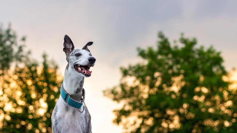 white and gray brindle whippet standing before a sunset