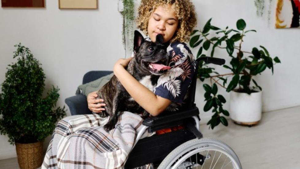 african american woman in wheelchair holding black french bulldog in her lap