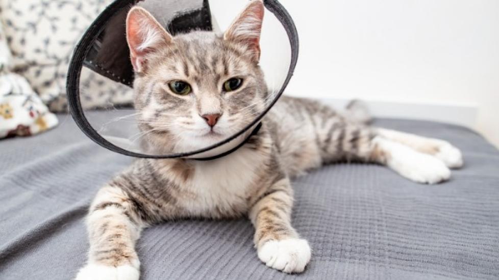gray and white cat on gray bed with transparent recovery cone on head