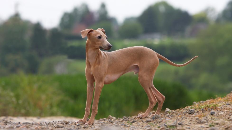 brown italian greyhound dog standing outside