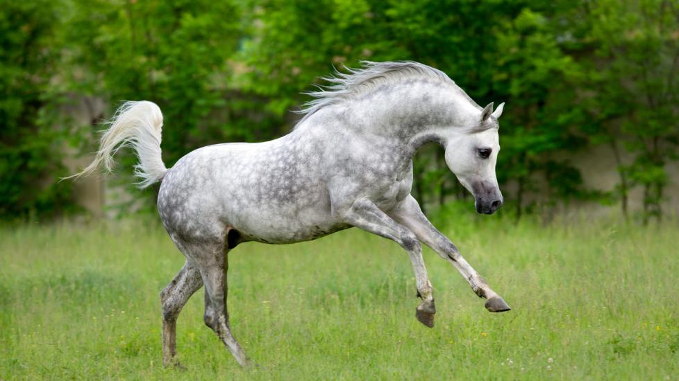 Grey arabian horse