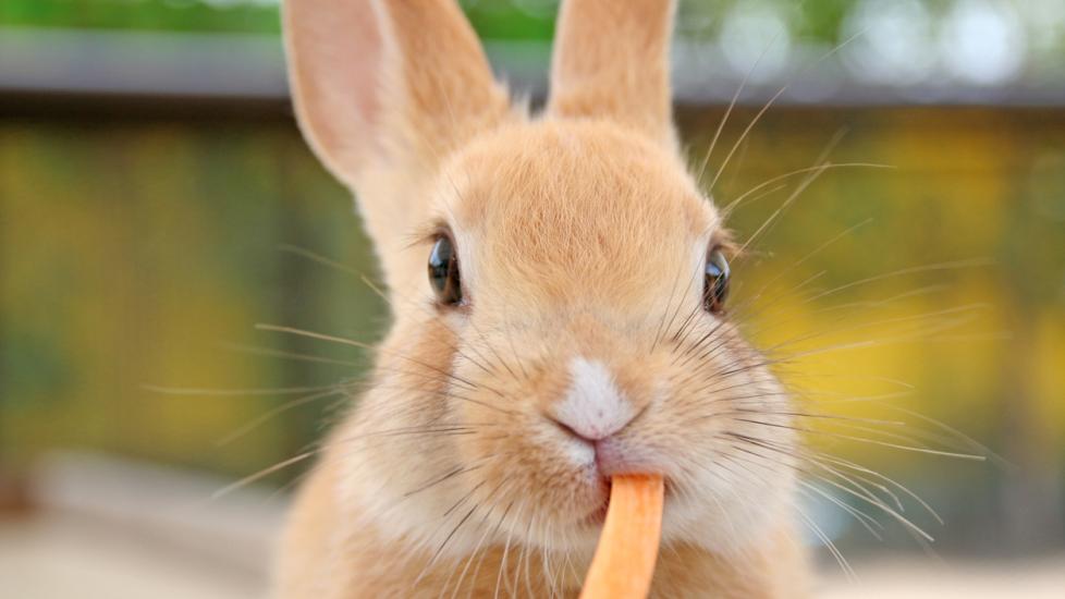 Baby rabbit eating