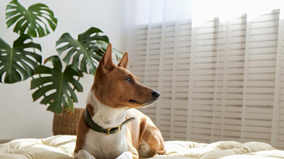brown and white basenji dog lying on a bed