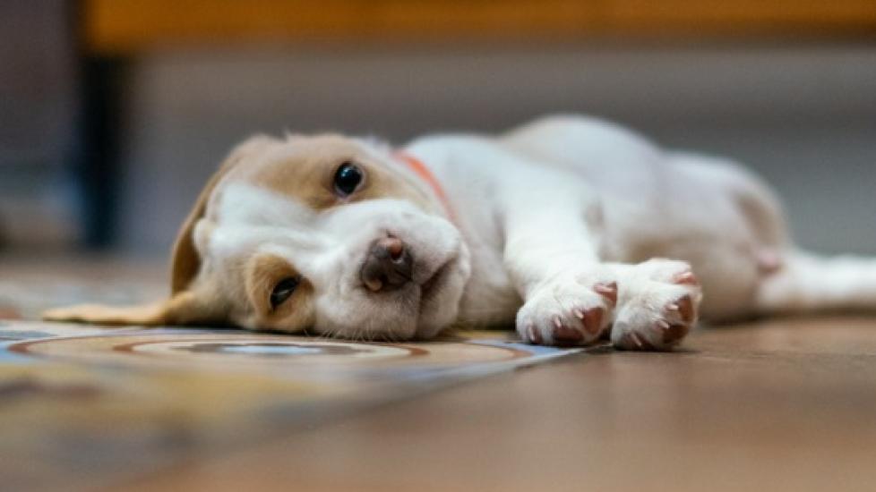 beagle puppy stretched out on rug on hardwood floor