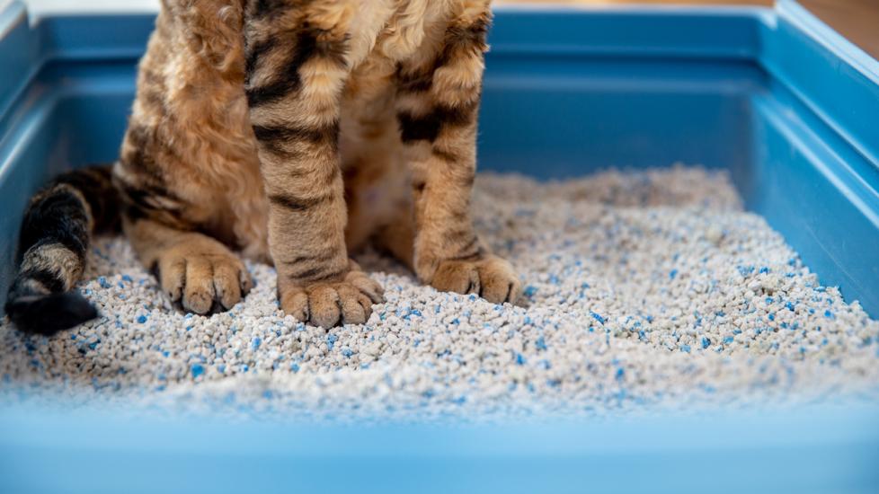 close-up of cat paws in a litter box