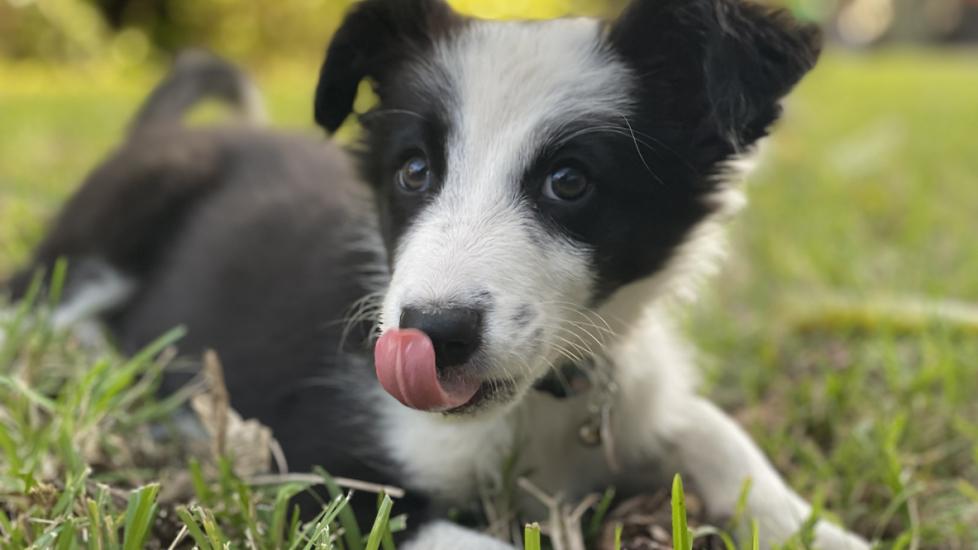 border collie puppy lying in grass and licking their lips