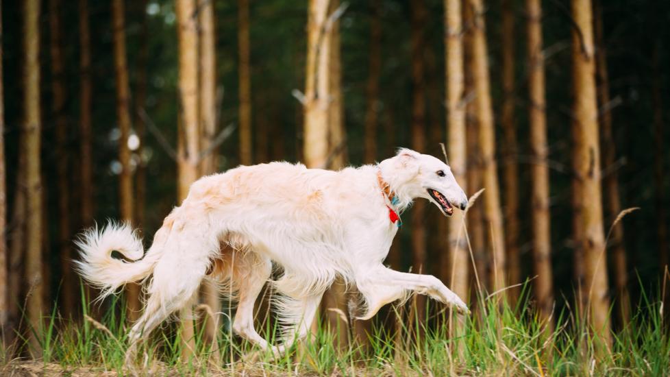 Borzoi Dog Breed Health and Care PetMD
