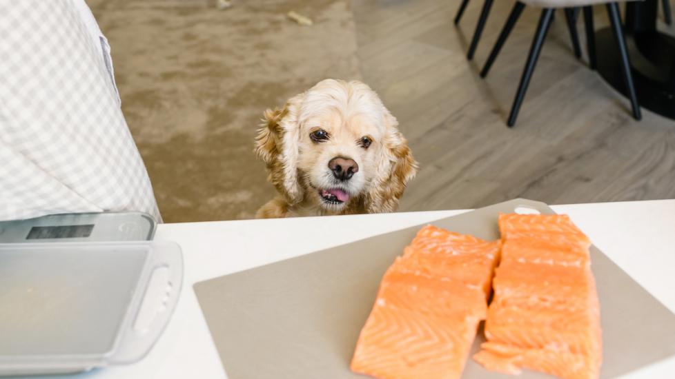 little dog looking up at salmon filets on the kitchen counter