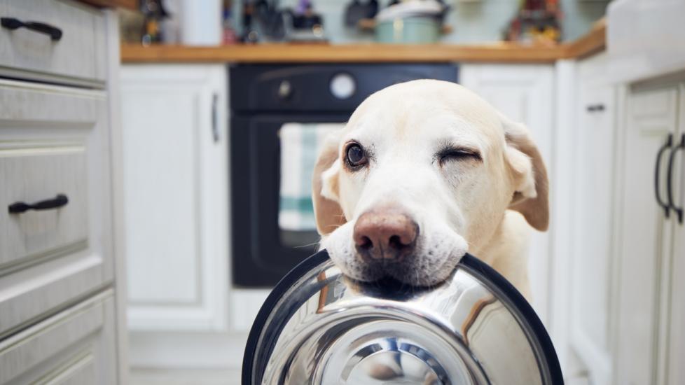 Can You Feed Your Dog Tuna Without Turning It Into Toxic Nightmare?