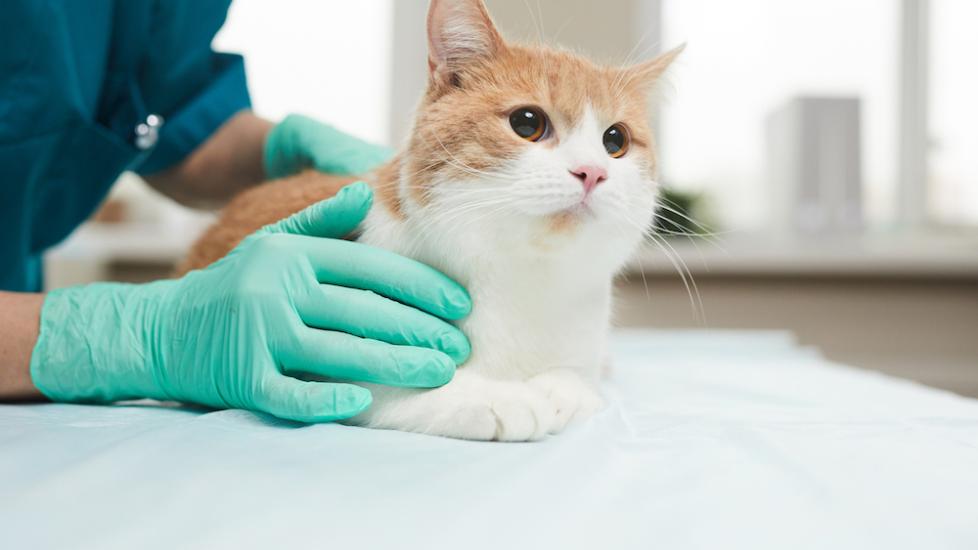 Fainting in Cats | PetMD