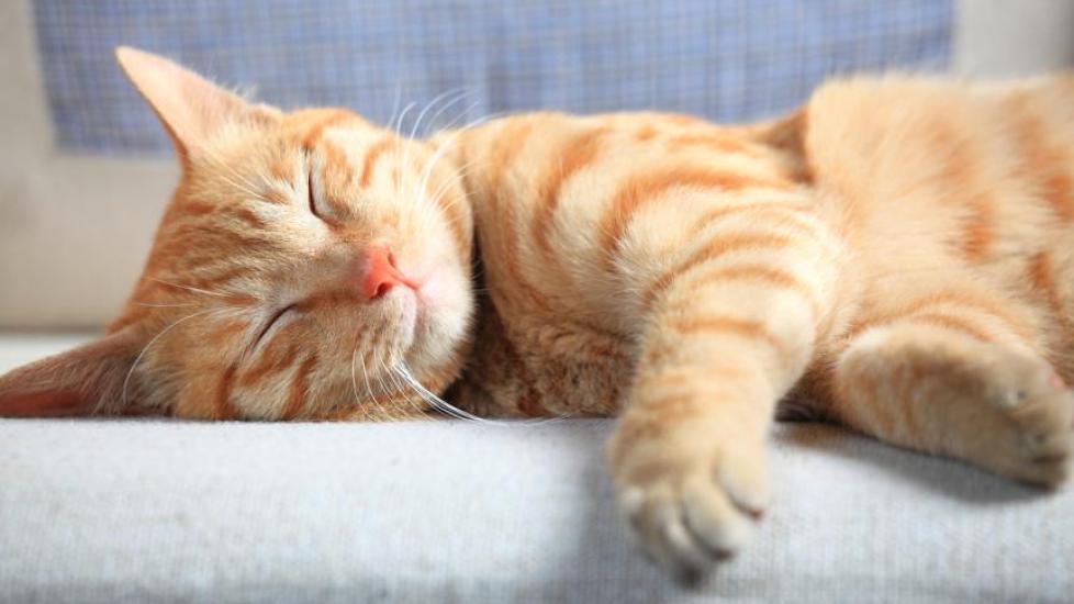 orange tabby cat sleeping