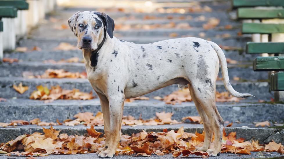 merle catahoula leopard dog standing on stairs