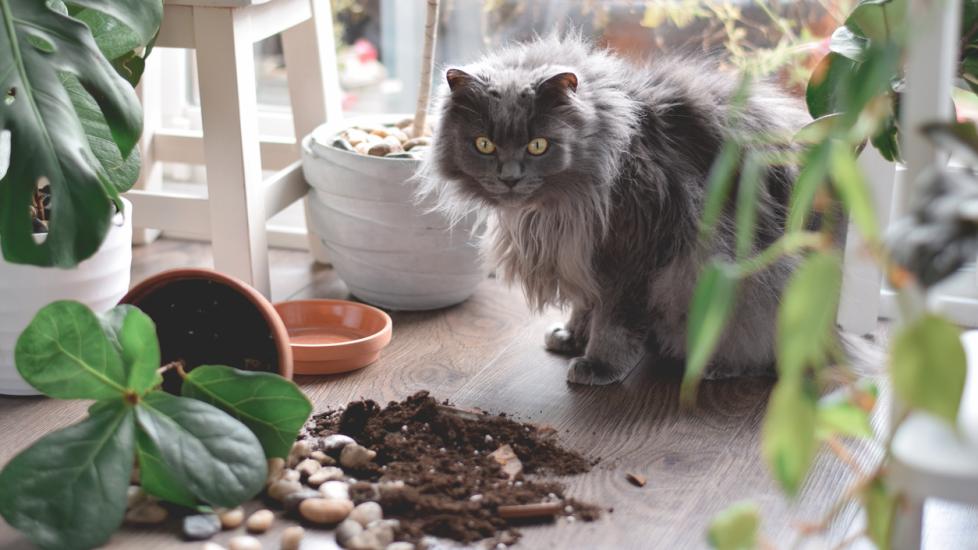fluffy gray cat sitting beside a knocked-down broken potted plant