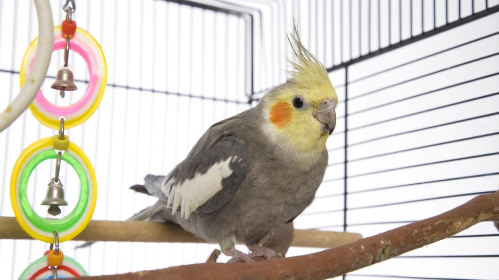 Cockatiel Size: The Ultimate Guide to Your Pet's Growth