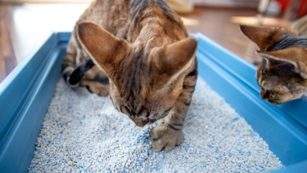 Devon Rex kitten in blue litter box pawing at litter and looking down