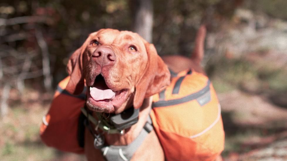 vizsla dog carrying gear in a hike in the woods