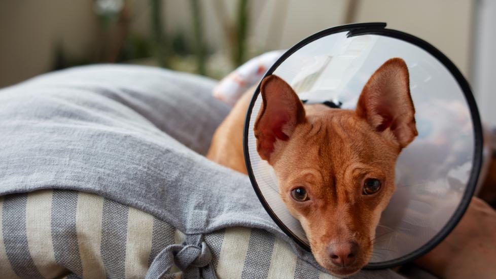small red dog lying on a pillow wearing a cone