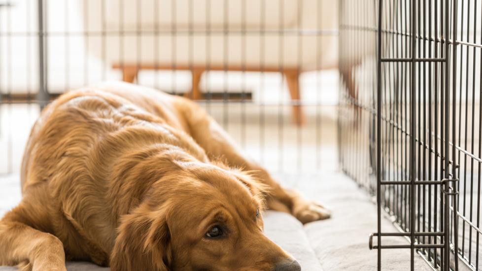 How to Make Your Dog’s Crate Feel Like Home | PetMD