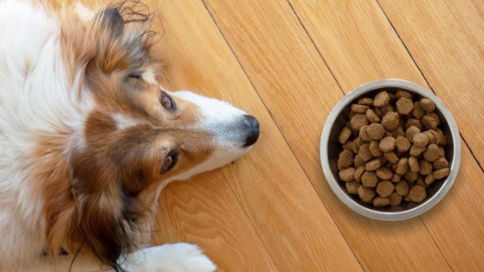 What to Feed Dogs After They’ve Vomited