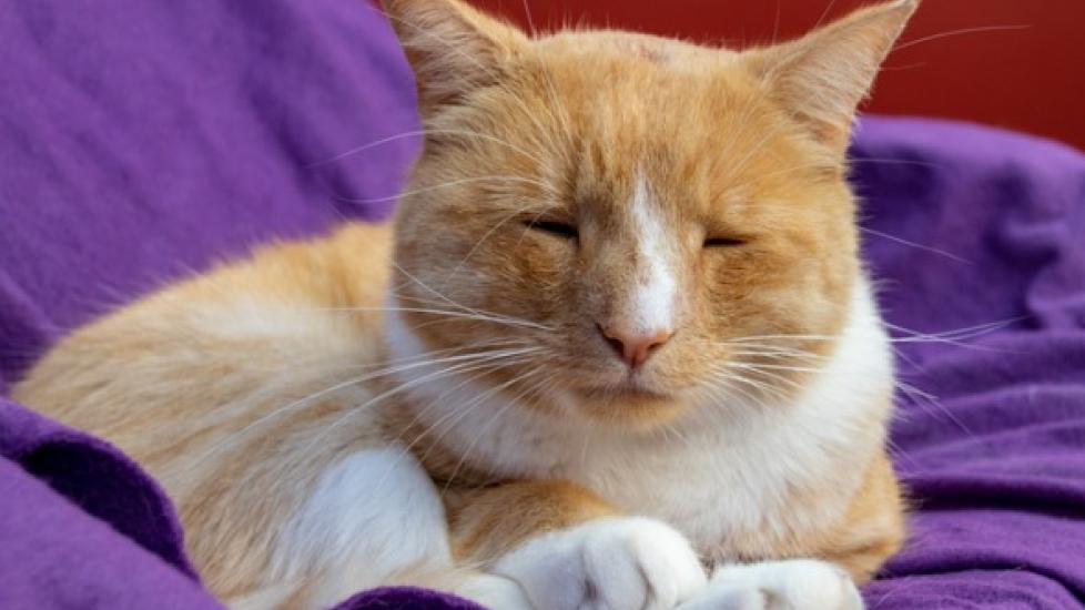 orange and white cat with eyes closed sitting on purple blanket