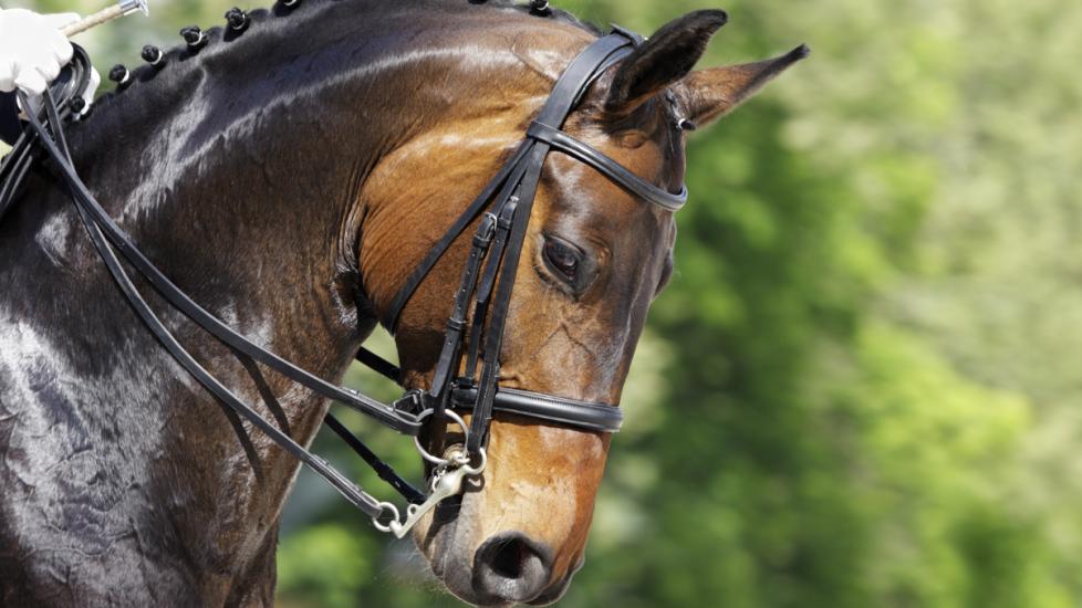 neurological-problems-in-horses-petmd