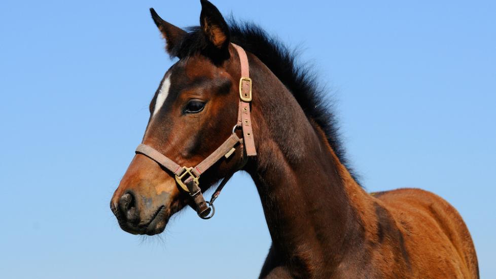 Foal with halter