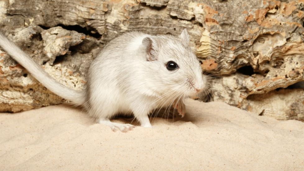 Desert Gerbils