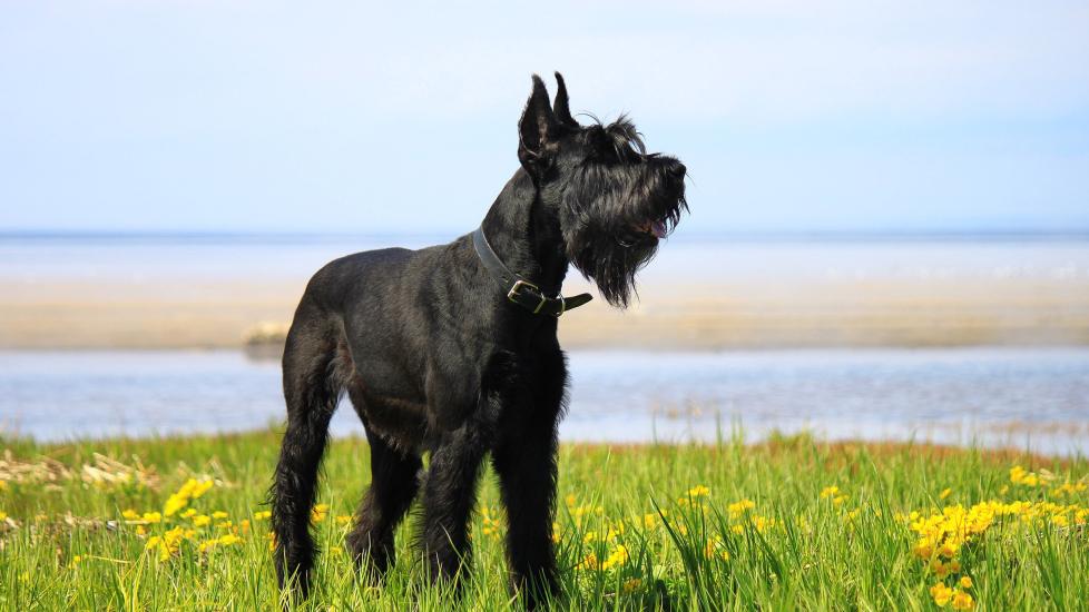 black giant schnauzer dog standing in a flower field