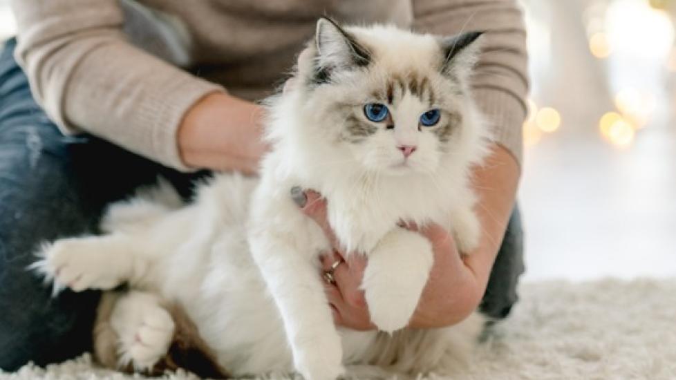 Swollen Paws and Legs in Cats | PetMD