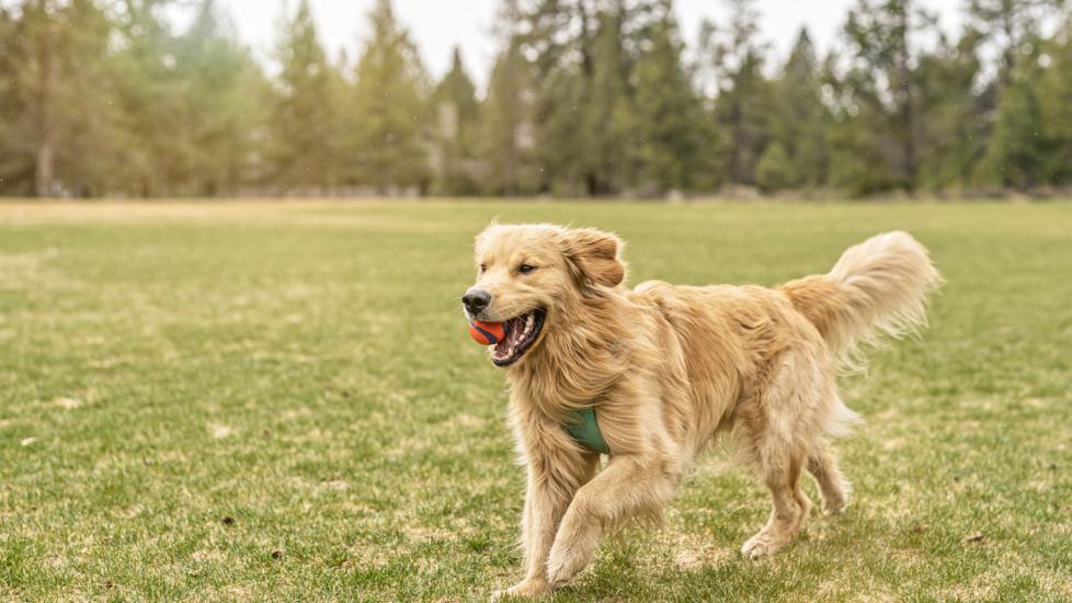 golden retriever running with a ball in his mouth