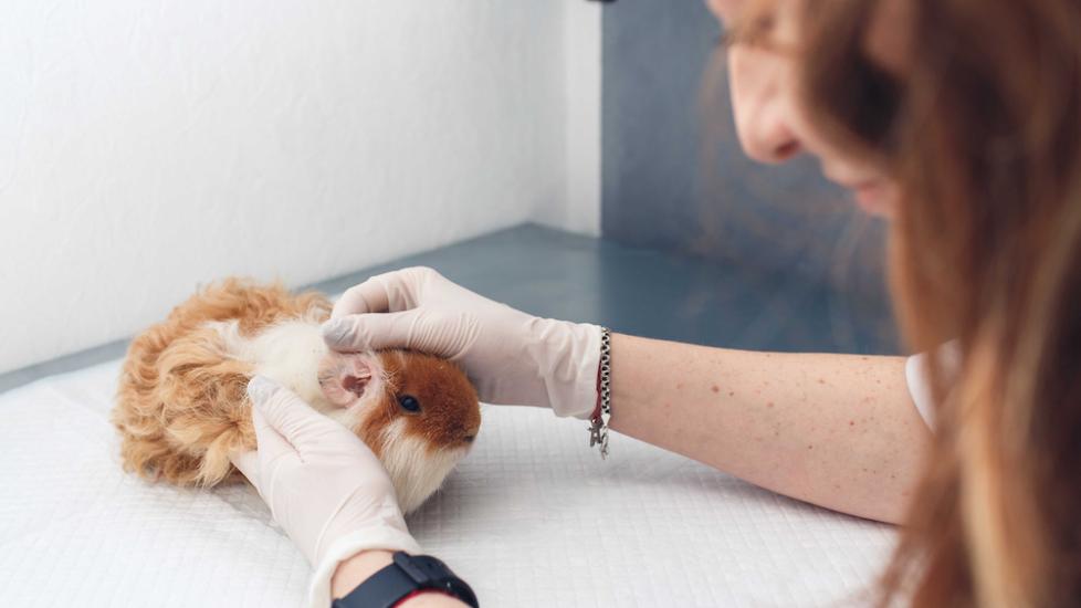 Ear Infections in Guinea Pigs PetMD