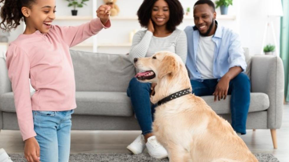 African American girl holds treat above seated Golden Retriever while parents watch from couch