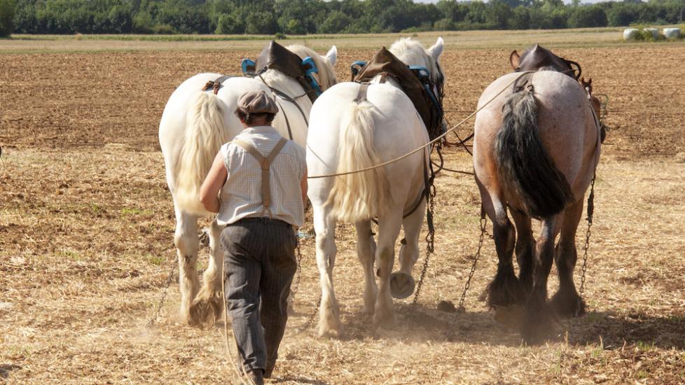 Horses plowing field