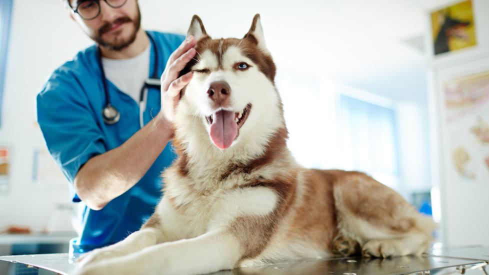 Picture of Von Willebrand Disease in Dogs | PetMD