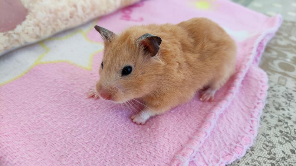 Hamster on a pink blanket