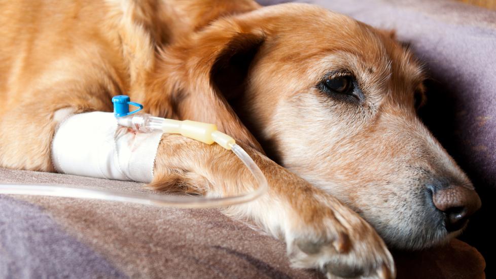 Fluid Therapies for Dogs and Cats at Home