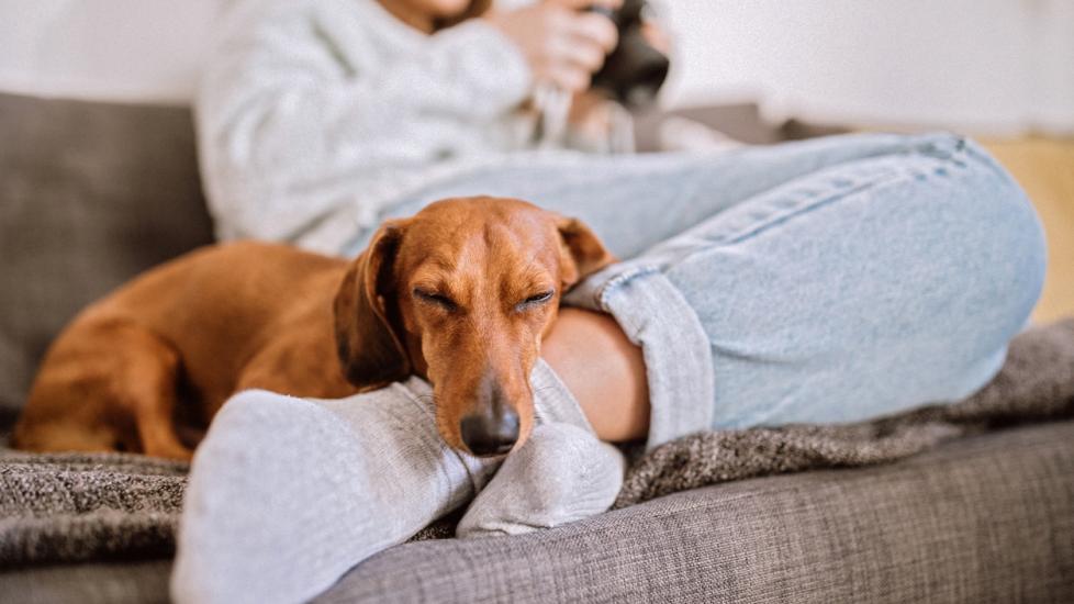 dachshund-dog-sleeping-on-human-feet