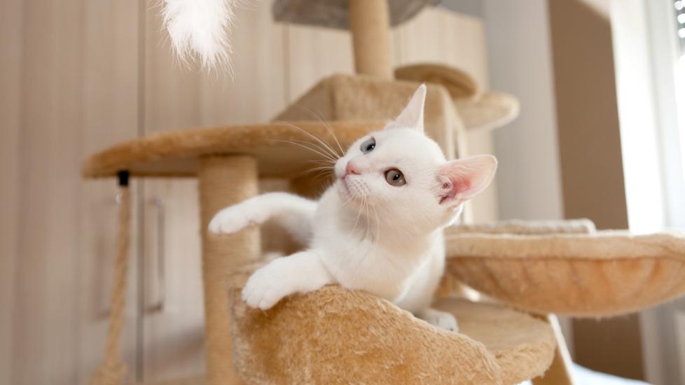 white-cat-in-scratching-post