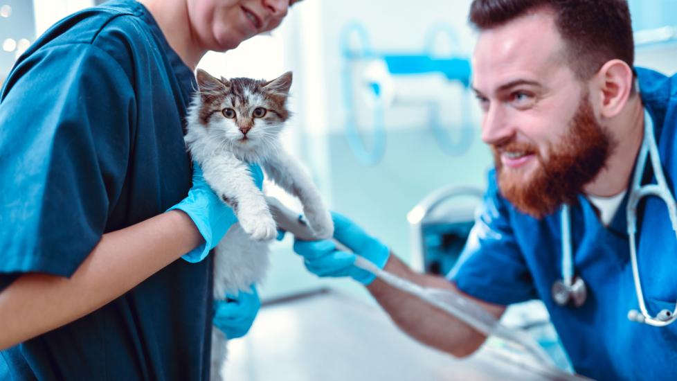 Peritonitis in Cats | PetMD