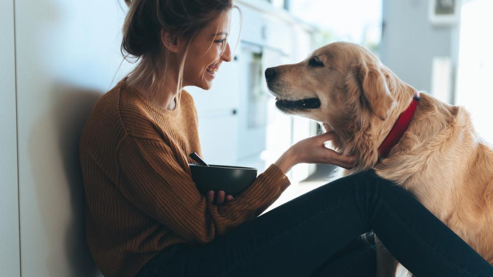 milk thistle safe for dogs