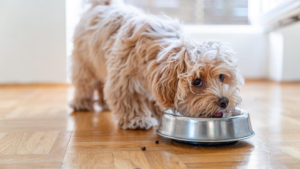 What to Feed a Dog With Bladder Stones