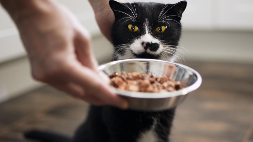 The 5 Best Probiotics for Cats PetMD