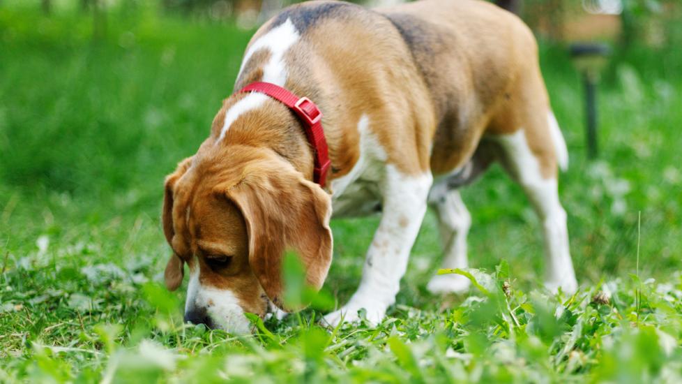 beagle-sniffing-grass