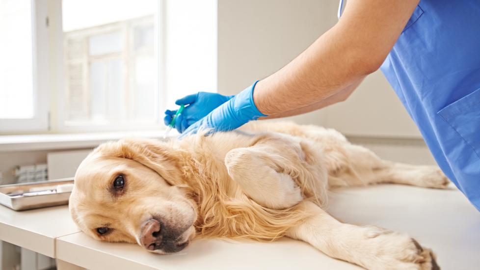 Golden Retriever Health Issues