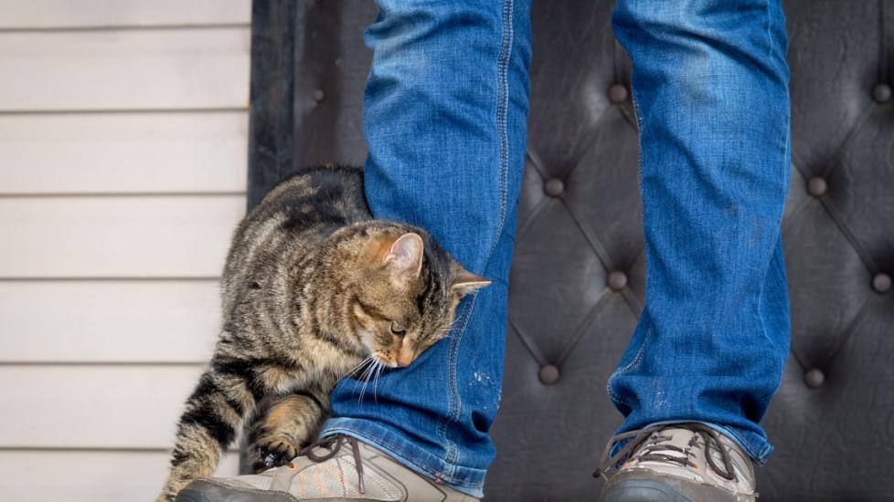 cat-rubbing-against-leg-of-human