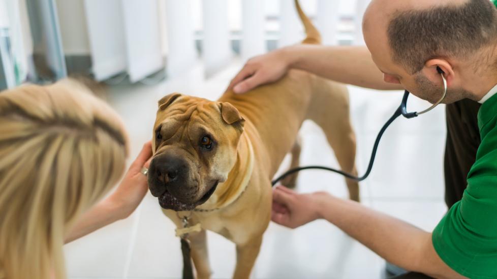vet-examining-dog-in-office