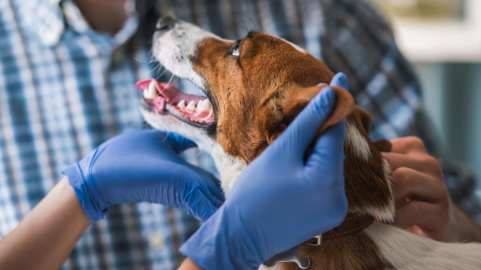 dog-at-the-veterinarian